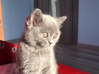 SAFKAN KÜL RENGİ YAVRU SCOTTİSH