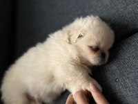 Kendine iyi bir aile ona sıcak bir yuva pekinez köpeği