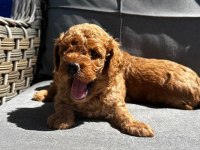 ORİJİNAL RED BROWN TOY POODLE YAVRULARIMIZ