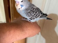 30 günlük kusursuz 3 jumbo erkek bebek muhabbet