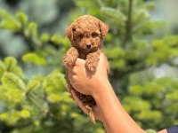 Toy poodle köpeği bebeklerimiz