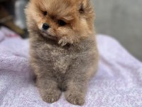 Satılık 2 tane safkan erkek yavru pomeranian
