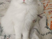 Show Kalite Longhair Silver Point British