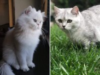 Güzeller güzeli blue golden british longhair