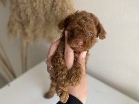 Korekan Toy Poodle erkek yavrumuz