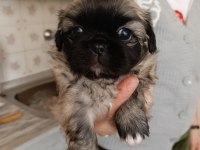 Pekinez yavru köpek dişi ve erkek