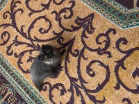 3 Aylık Dişi Scottish Fold