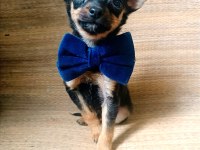 O bir avuç Multi çocuk pinscher