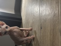 60 günlük sfenks yavru mamaya orjinal