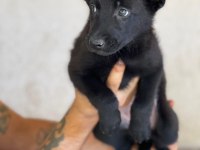 2 Aylık Siyah Dişi Malinois Yavrumuz