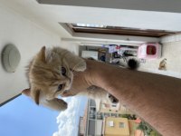 Golden Scottish fold yavrularımız