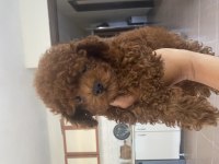 4 aylık erkek orjinal toy poodle
