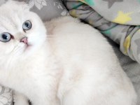 11 aylık scottish fold beyaz