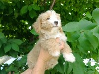 Maltipoo Köpeğimize Acil Sahip Arıyoruz