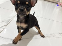 Minyatür pinscher yavrular