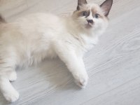 Safkan Ragdoll Yavrularımız Sahiplendirilecektir