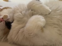 KEDİMİZE ACİL YUVA ARANIYOR