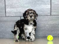 BLUE MERLE ÖZEL RENK MİNİ BERNEDOODLE BEBEKLER