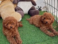 A kalite toy poodle yavrularım