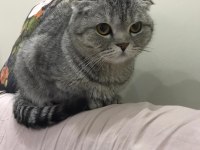Scottish fold 2 yaşında