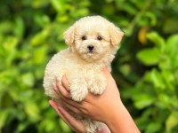 Irk ve Sağlık Garantili Orjinal Maltipoo Yavrular