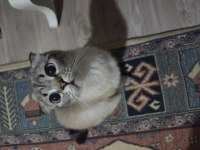 Sıfır ücretsiz british shorthair