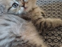 2 adet 2 aylık chinchilla yavru