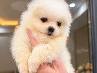 Pomeranian Boo 