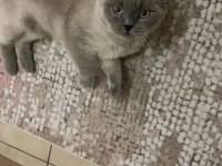 Erkek british shorthair kedisi