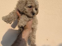 Maltipoo Cinsi Köpeklerimiz