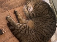 Ücretsiz sahiplendirme british shorthair