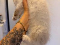 RAGDOLL DİŞİ