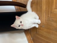 Silver tabby british shorthair