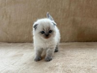 Eşsiz Güzellikte Blue Point Scottish Fold Erkek Yavrum