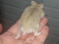 Avrupa safkan gonzales hamster yavrular