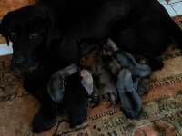 Labrador Yavruları 3 Günlük