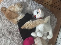 Tüm Aşıları Tam Maltipoo