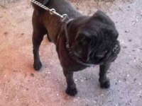 SEVİMLİ PUG KÖPEKLER