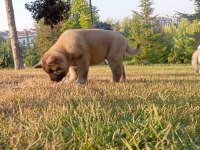 Amerikan Akita Yavru
