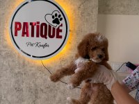 Premium Toy Poodle Yavruları