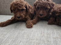2 ERKEK 3 DİŞİ POODLE