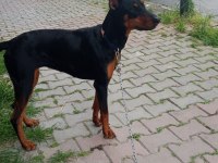 Estetikli doberman