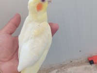 Kuşumuz Yavru yeni yem kirmaya basladi