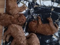 Güzel ve sağlıklı poodle bebekler