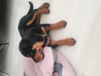 A kalite rottweiler uyguna yeni yuvasını bekliyor