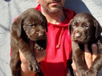 Çikolatalı Labrador