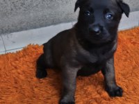 Orjinal Belçika Kurdu Malinois Yavrular