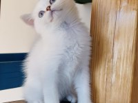 Scottish straight shorthair bs11 33 erkek