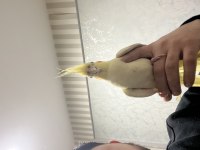 Acil satılık sultan papağanı