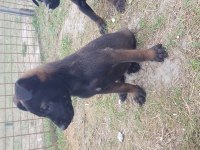 Köyü renk malinois